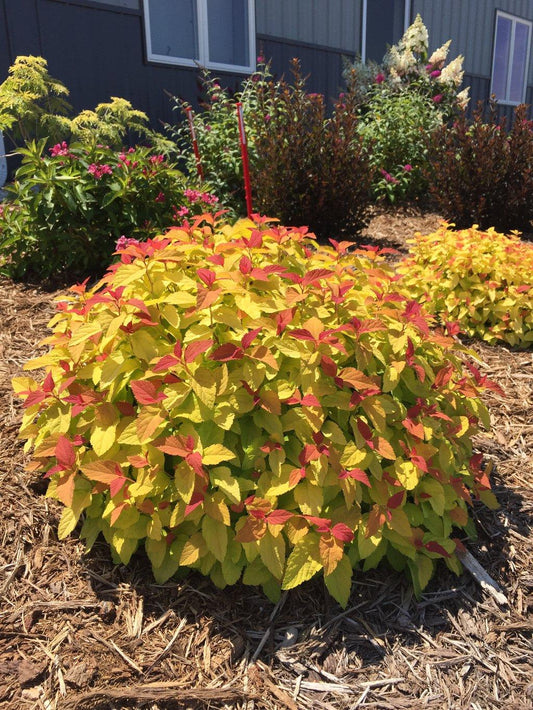 Spirea Japonica Double Play Candy Corn - View 1 from www redcrocus com