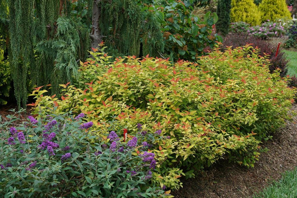 Spirea Japonica Double Play Candy Corn - View 2 from www redcrocus com