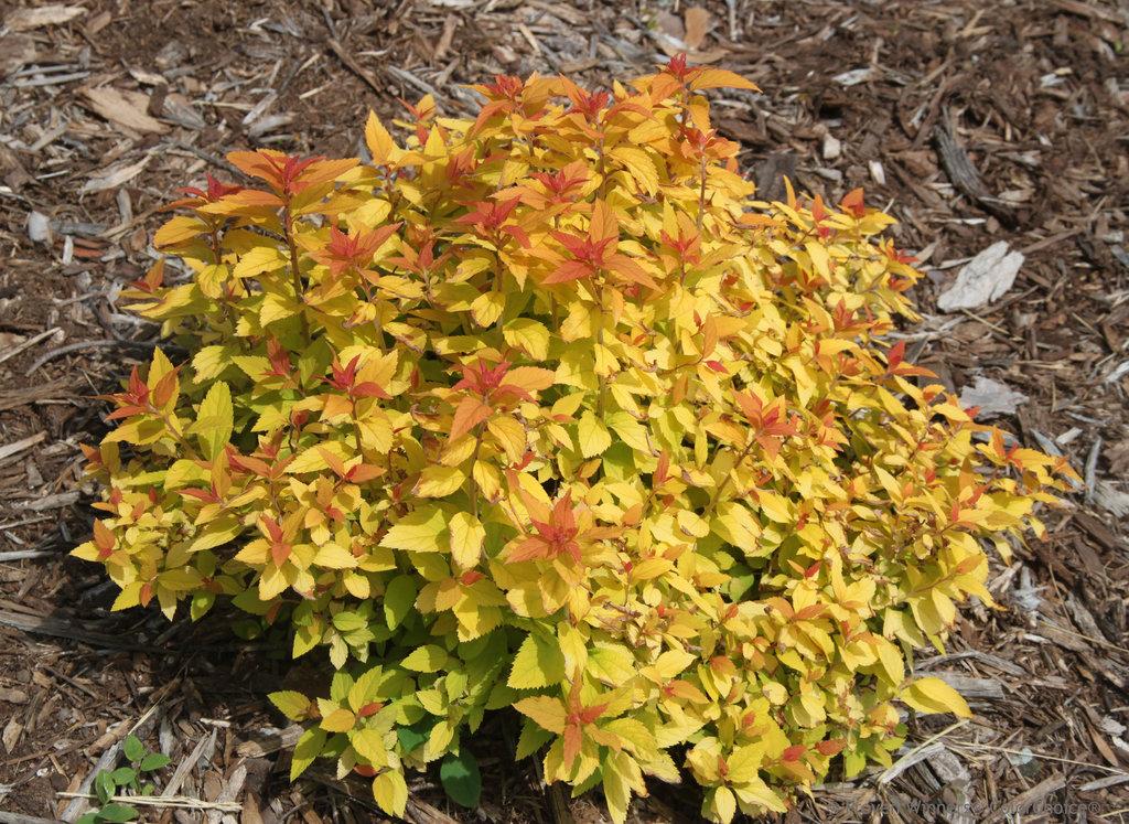 Spirea Japonica Double Play Candy Corn - View 3 from www redcrocus com