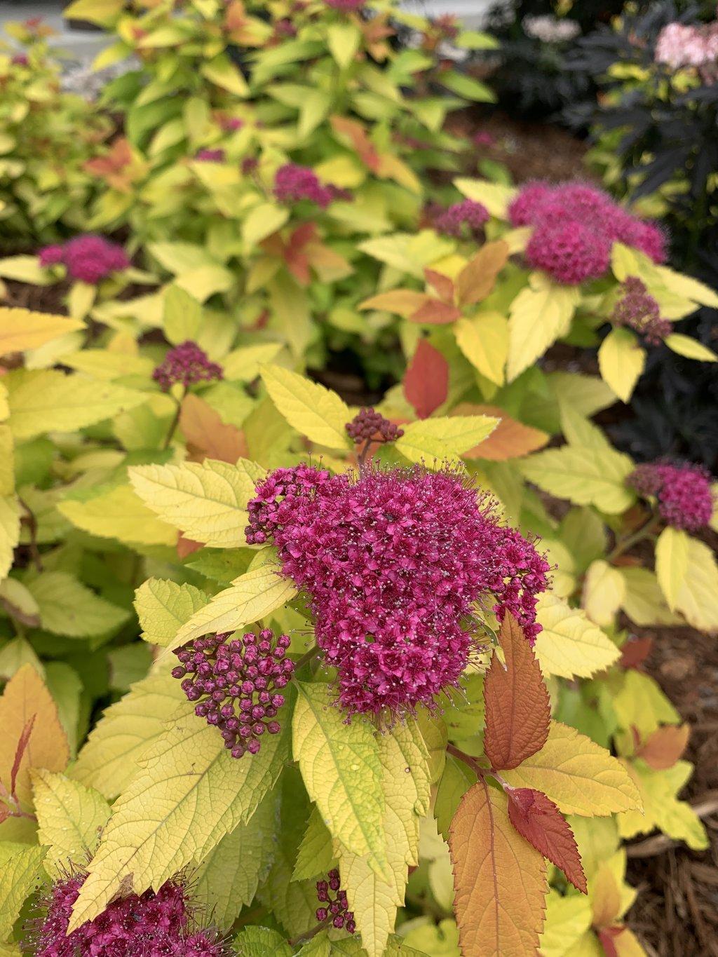 Spirea Japonica Double Play Candy Corn - View 4 from www redcrocus com