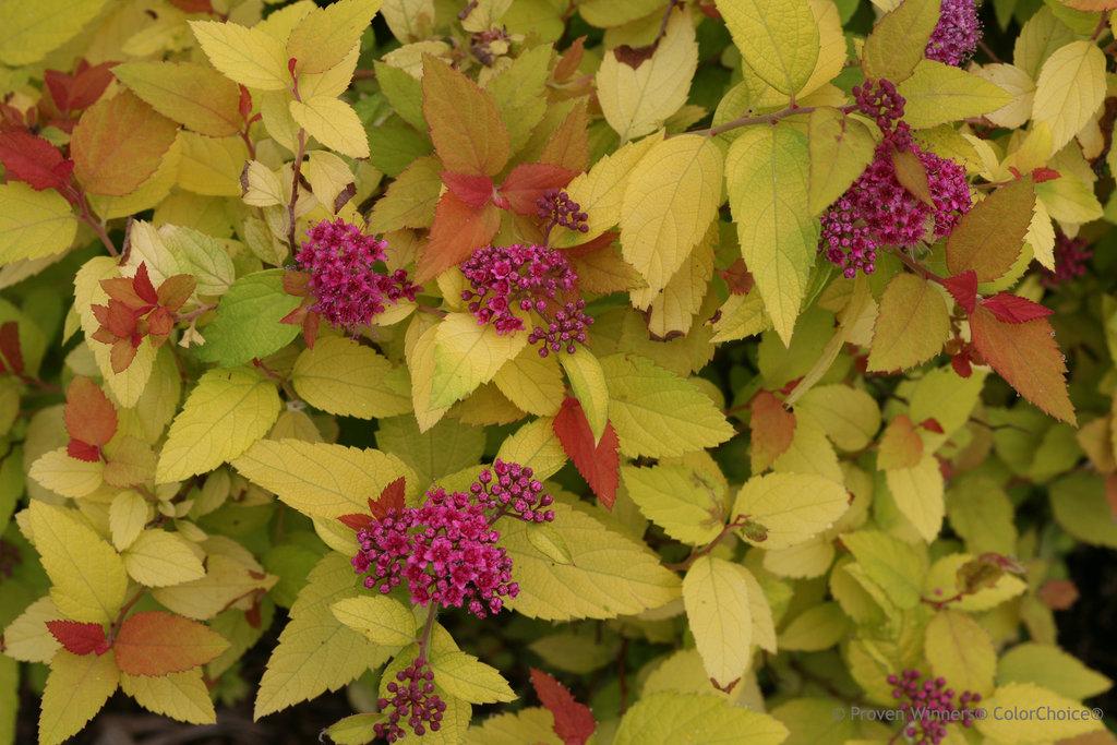 Spirea Japonica Double Play Candy Corn - View 5 from www redcrocus com