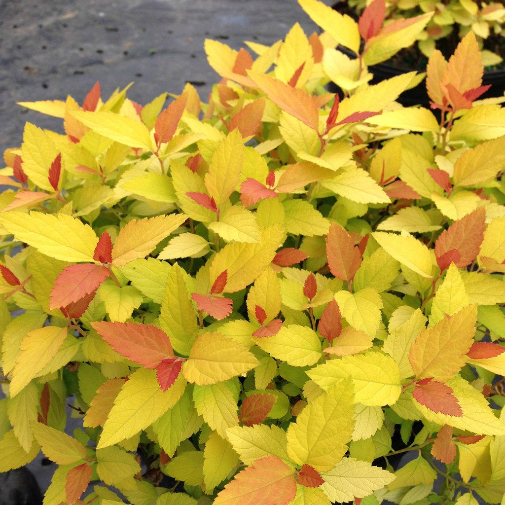 Spirea Japonica Double Play Candy Corn - View 6 from www redcrocus com