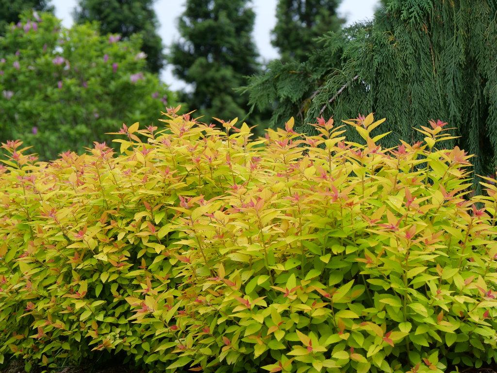 Spirea Japonica Double Play Candy Corn - View 7 from www redcrocus com