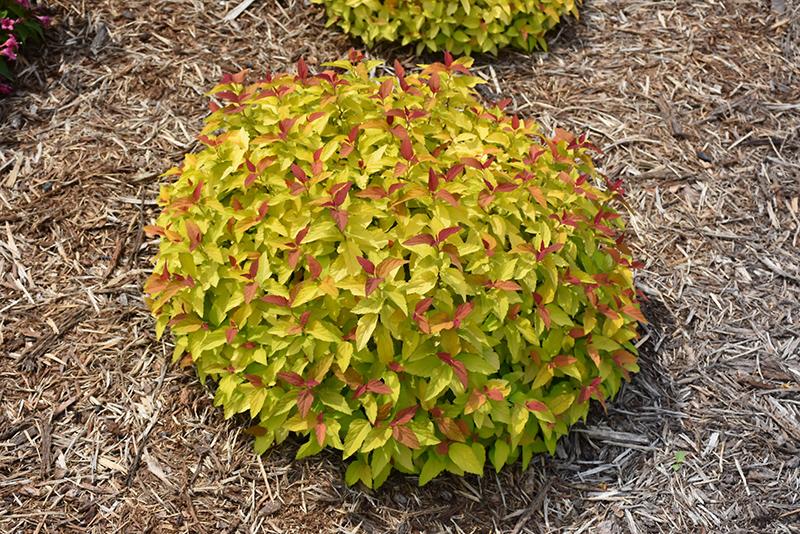 Spirea Japonica Double Play Candy Corn - View 8 from www redcrocus com