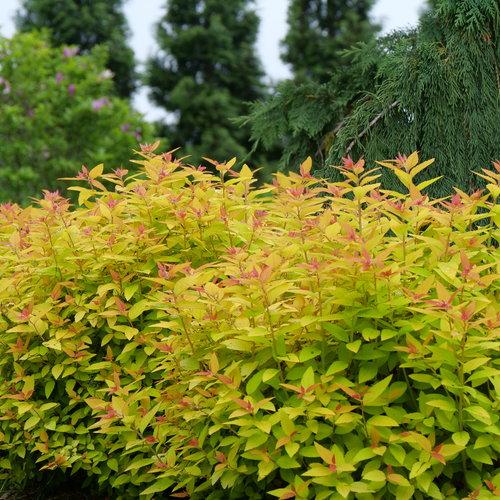 Spirea Japonica Double Play Candy Corn - View 9 from www redcrocus com
