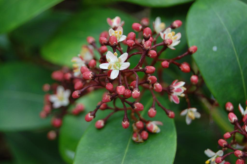 Skimmia Japonica Female - View 12 from www redcrocus com