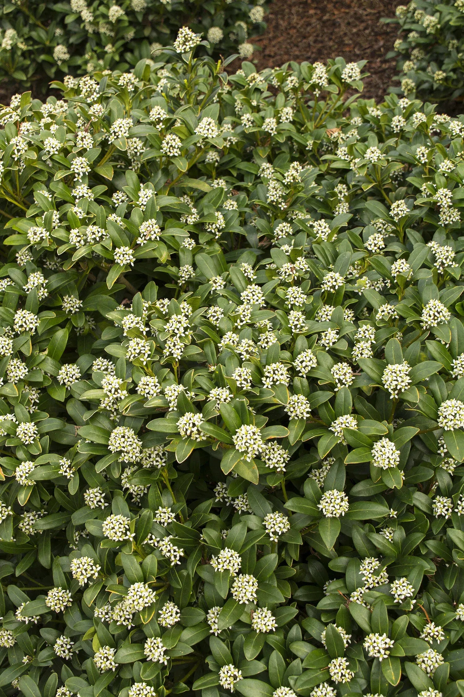 Skimmia Japonica Female - View 14 from www redcrocus com