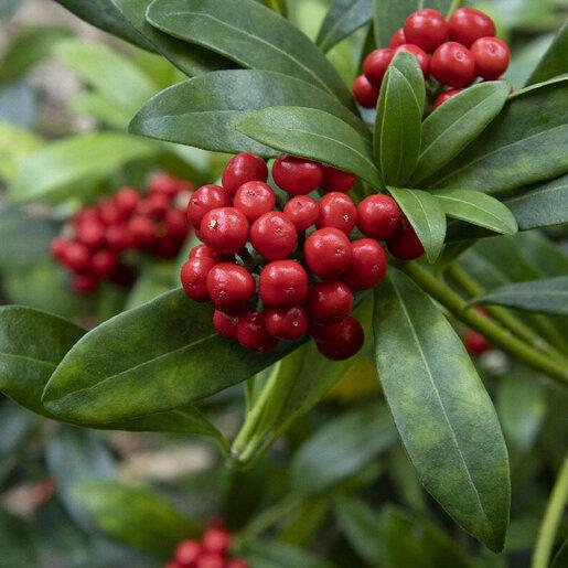 Skimmia Japonica Female - View 15 from www redcrocus com