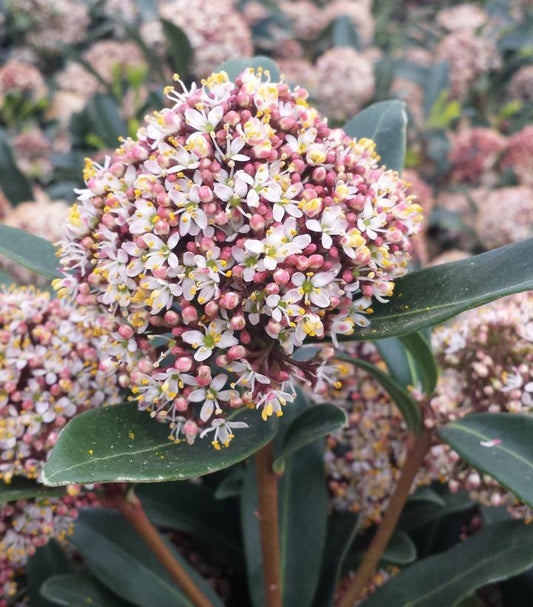 Skimmia Japonica Female - View 1 from www redcrocus com