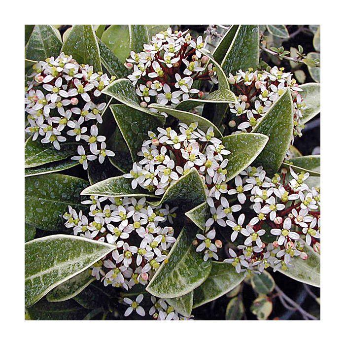 Skimmia Japonica Female - View 8 from www redcrocus com