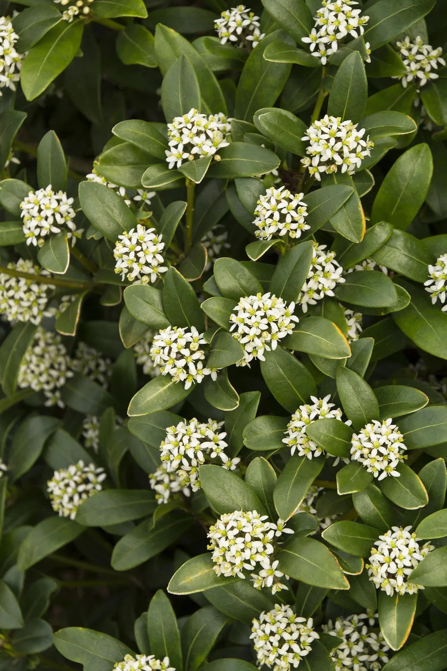 Skimmia Japonica Female - View 8 from www redcrocus com