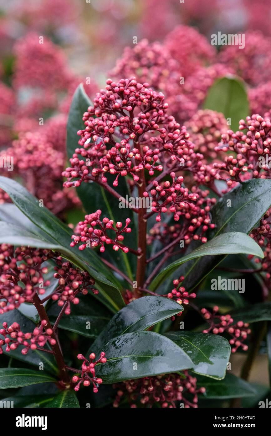 Skimmia Japonica Male - View 11 from www redcrocus com