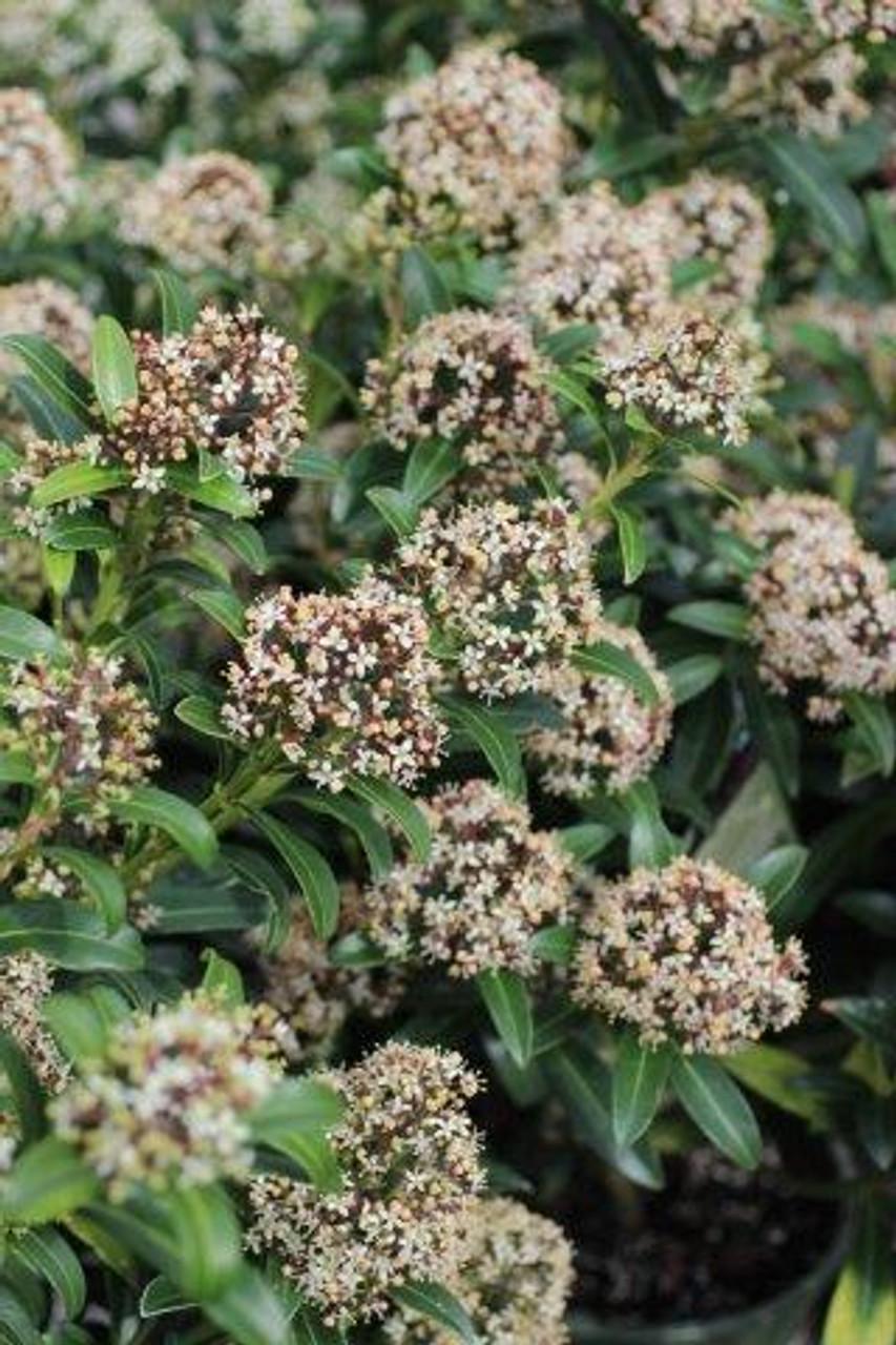 Skimmia Japonica Male - View 16 from www redcrocus com