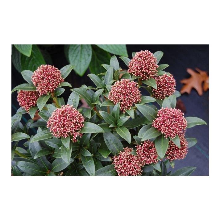 Skimmia Japonica Male - View 17 from www redcrocus com