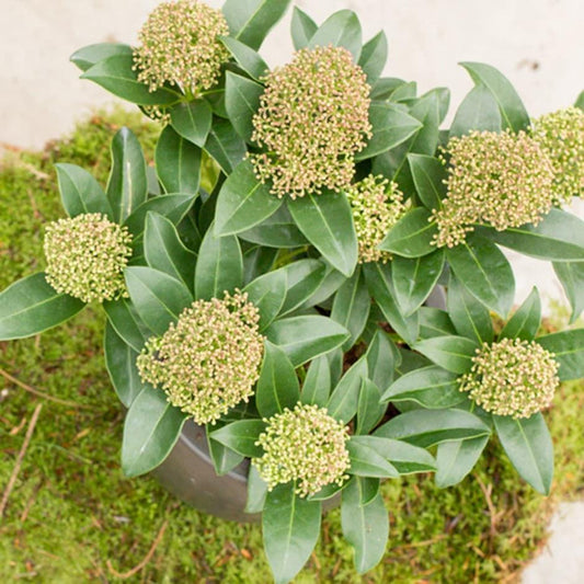 Skimmia Japonica Male - View 1 from www redcrocus com