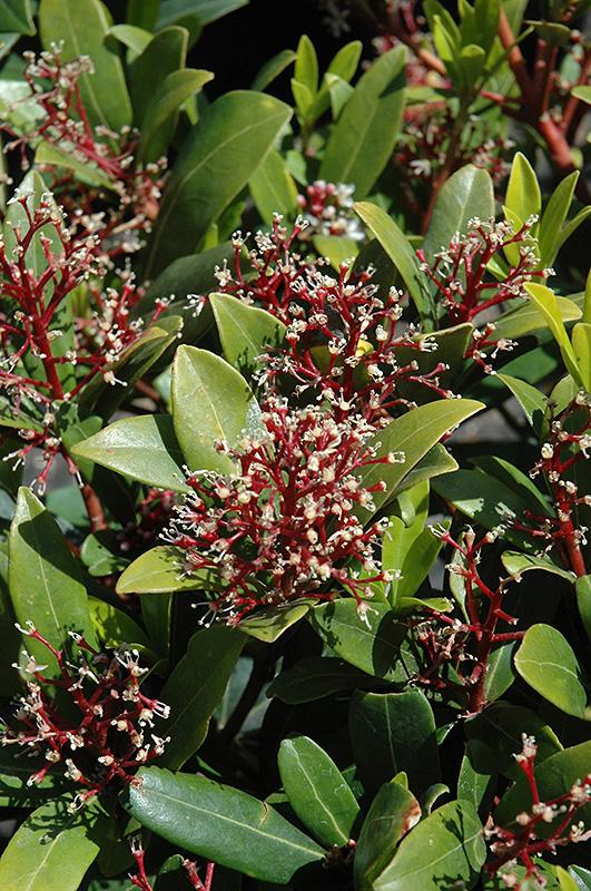 Skimmia Japonica Male - View 2 from www redcrocus com