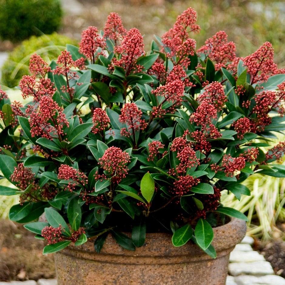 Skimmia Japonica Male - View 4 from www redcrocus com