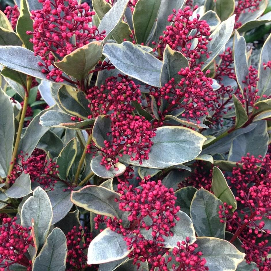 Skimmia Japonica Male - View 7 from www redcrocus com