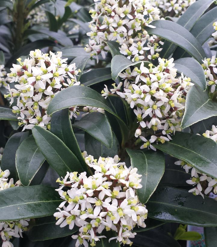 Skimmia Japonica Male - View 8 from www redcrocus com