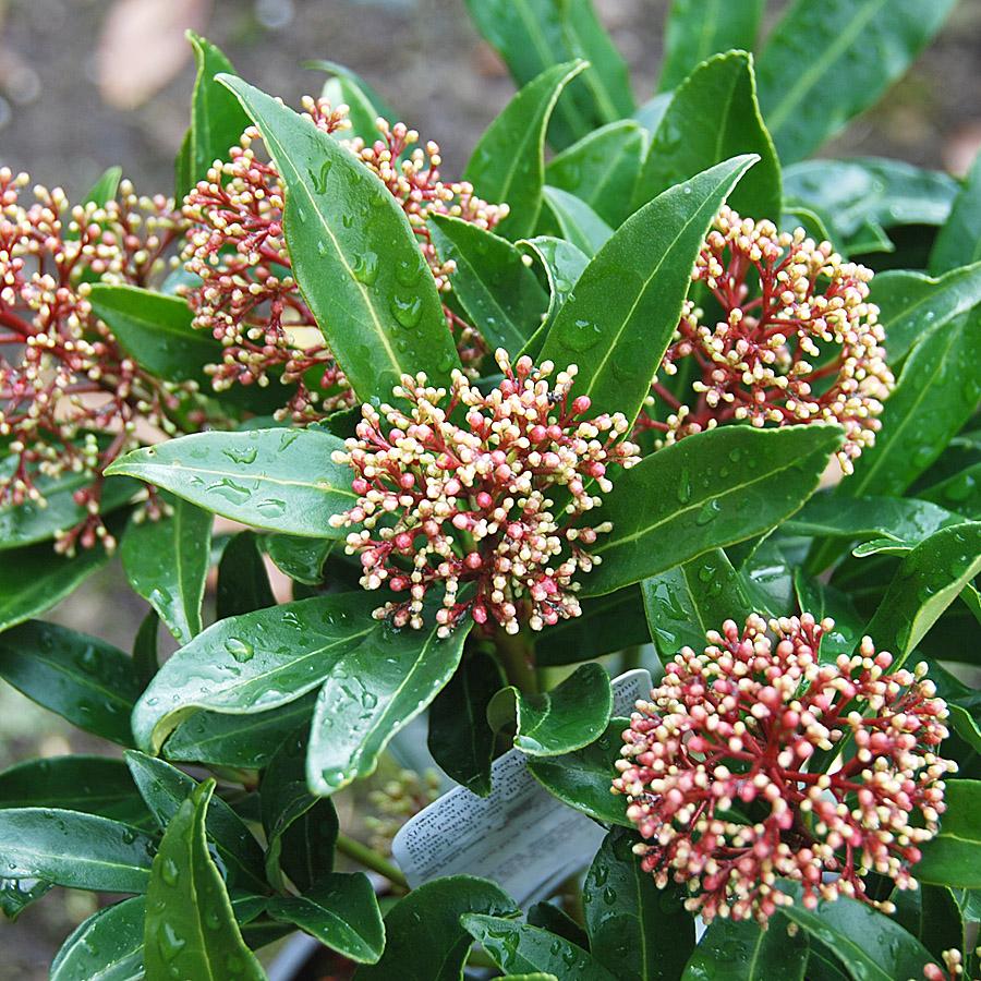 Skimmia Japonica Male - View 9 from www redcrocus com
