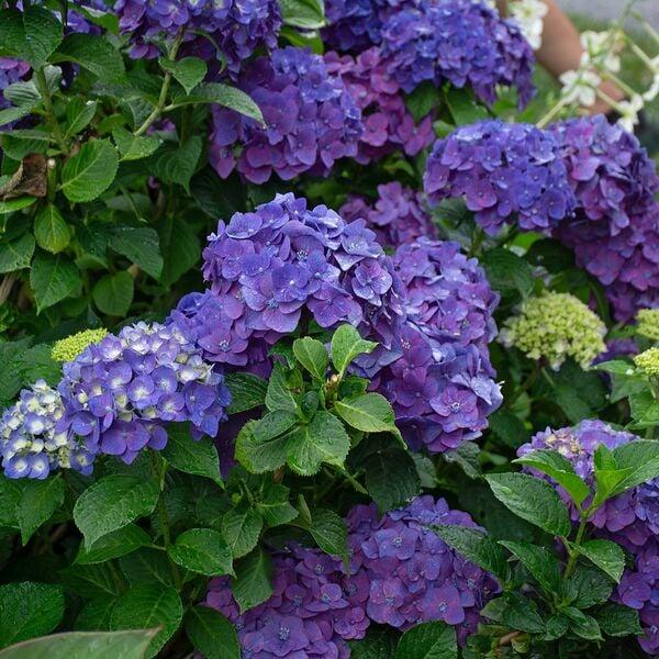 Hydrangea Macrophylla Summer Crush - View 10 from www redcrocus com