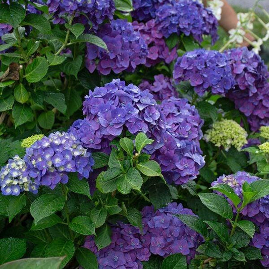 Hydrangea Macrophylla Summer Crush - View 10 from www redcrocus com