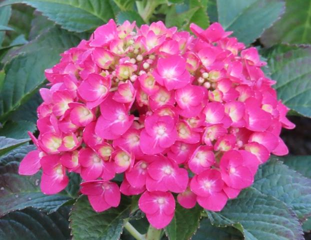 Hydrangea Macrophylla Summer Crush - View 15 from www redcrocus com