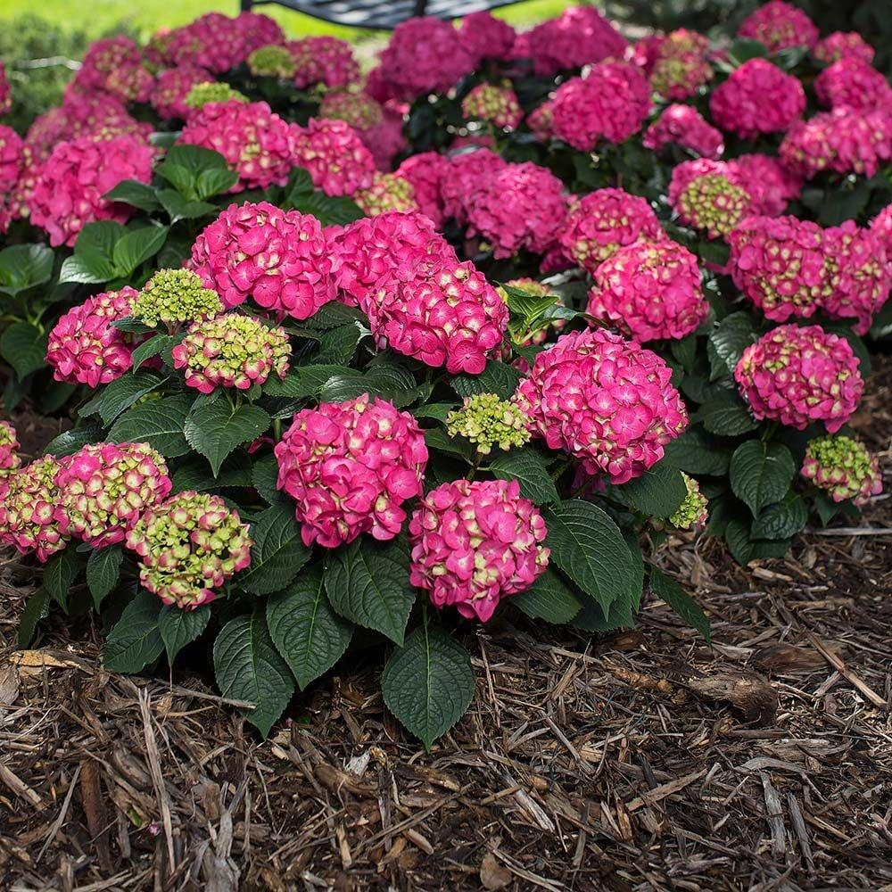 Hydrangea Macrophylla Summer Crush - View 2 from www redcrocus com