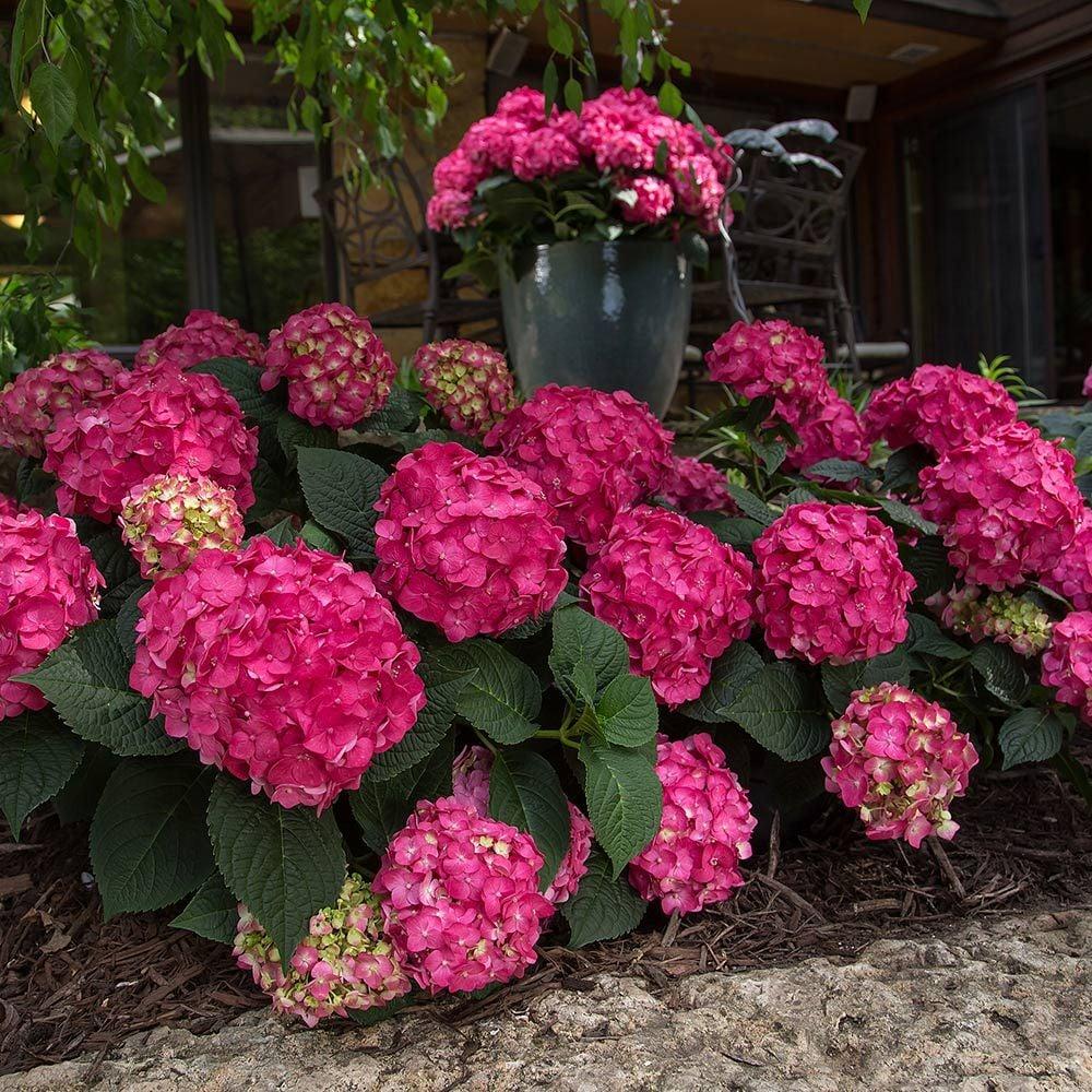 Hydrangea Macrophylla Summer Crush - View 3 from www redcrocus com