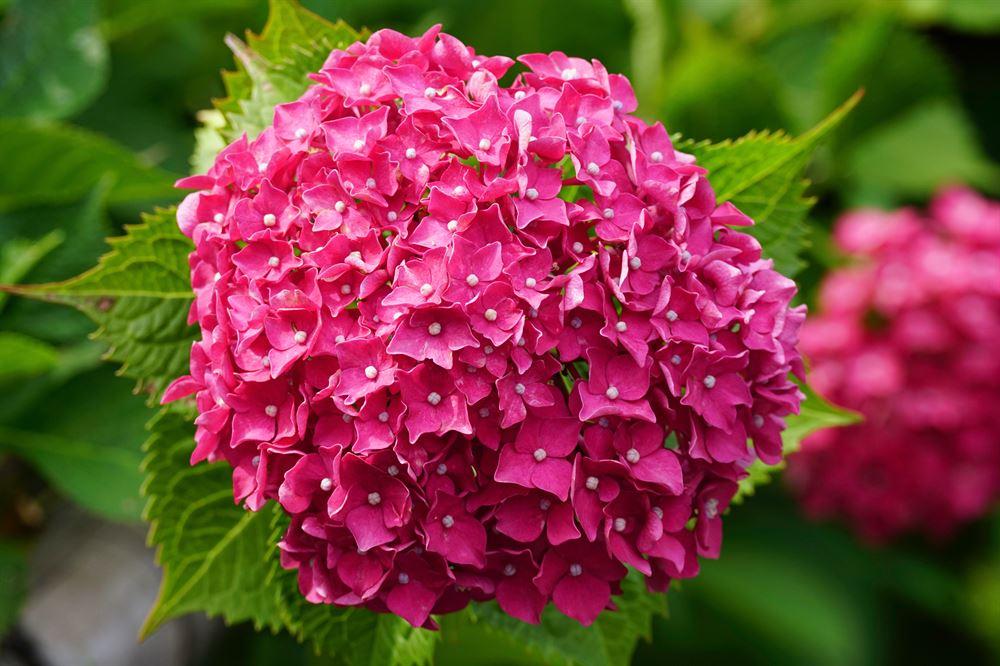 Hydrangea Macrophylla Summer Crush - View 5 from www redcrocus com