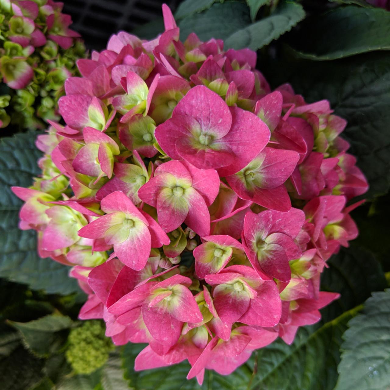Hydrangea Macrophylla Summer Crush - View 7 from www redcrocus com