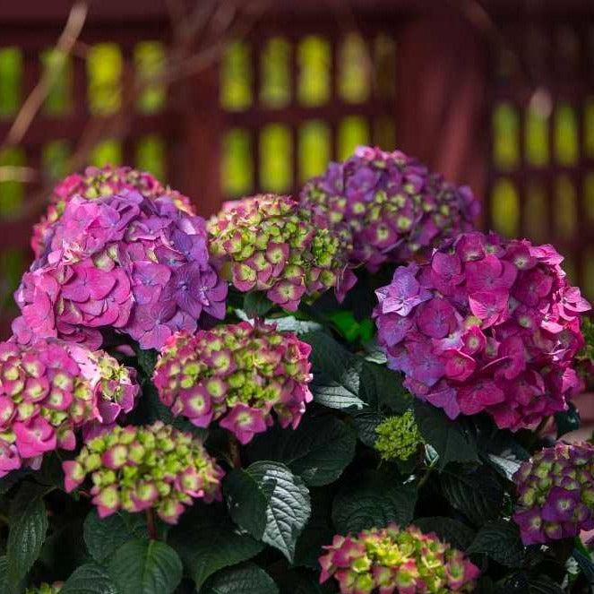 Hydrangea Macrophylla Summer Crush - View 8 from www redcrocus com