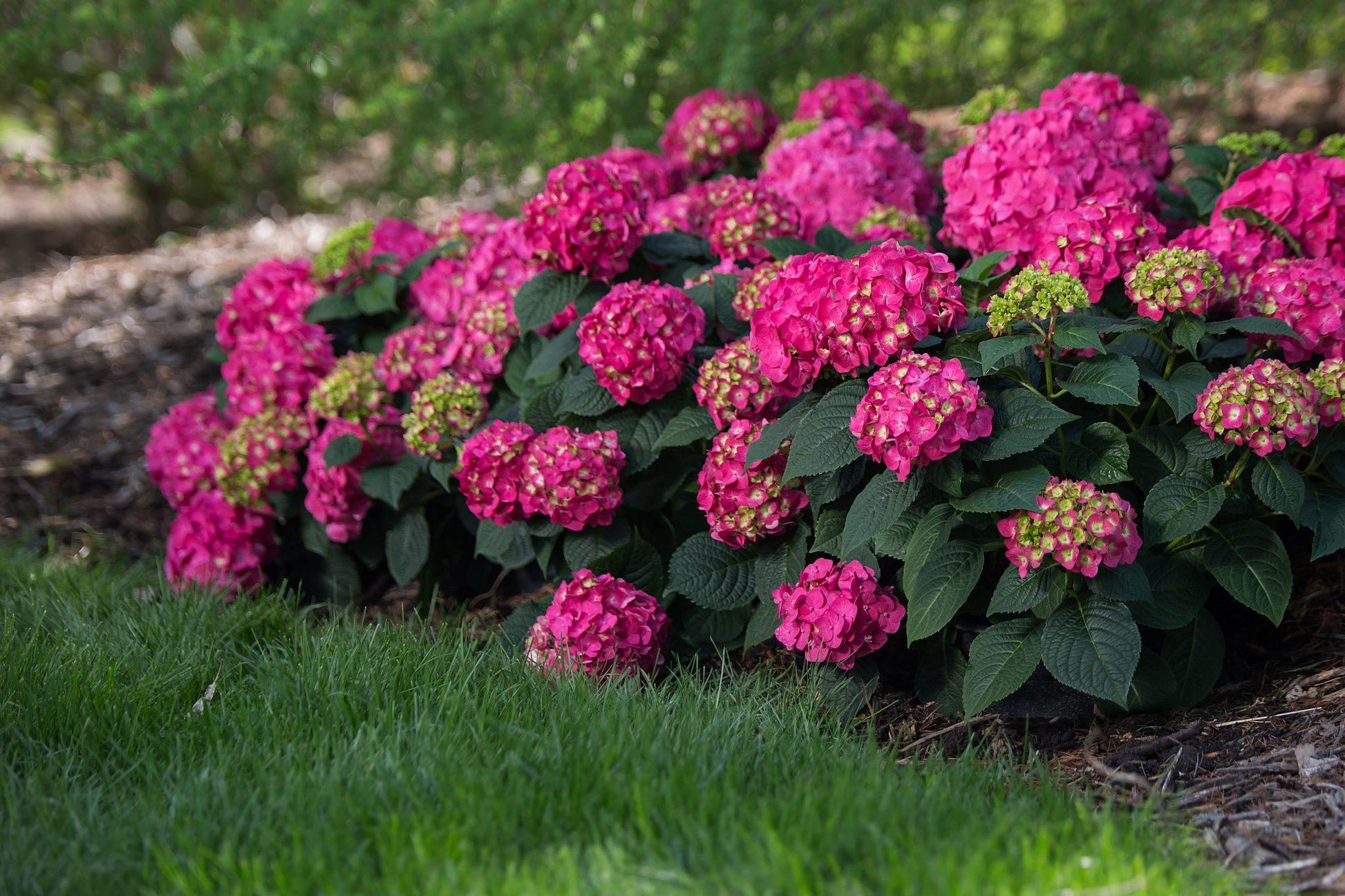 Hydrangea Macrophylla Summer Crush - View 9 from www redcrocus com
