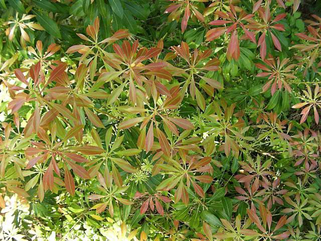 Pieris Japonica Compacta - View 11 from www redcrocus com