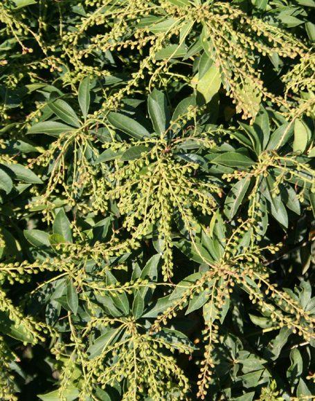 Pieris Japonica Compacta - View 12 from www redcrocus com