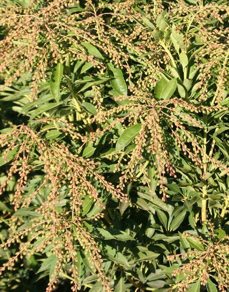 Pieris Japonica Compacta - View 13 from www redcrocus com