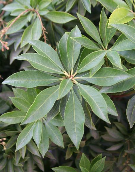 Pieris Japonica Compacta - View 15 from www redcrocus com