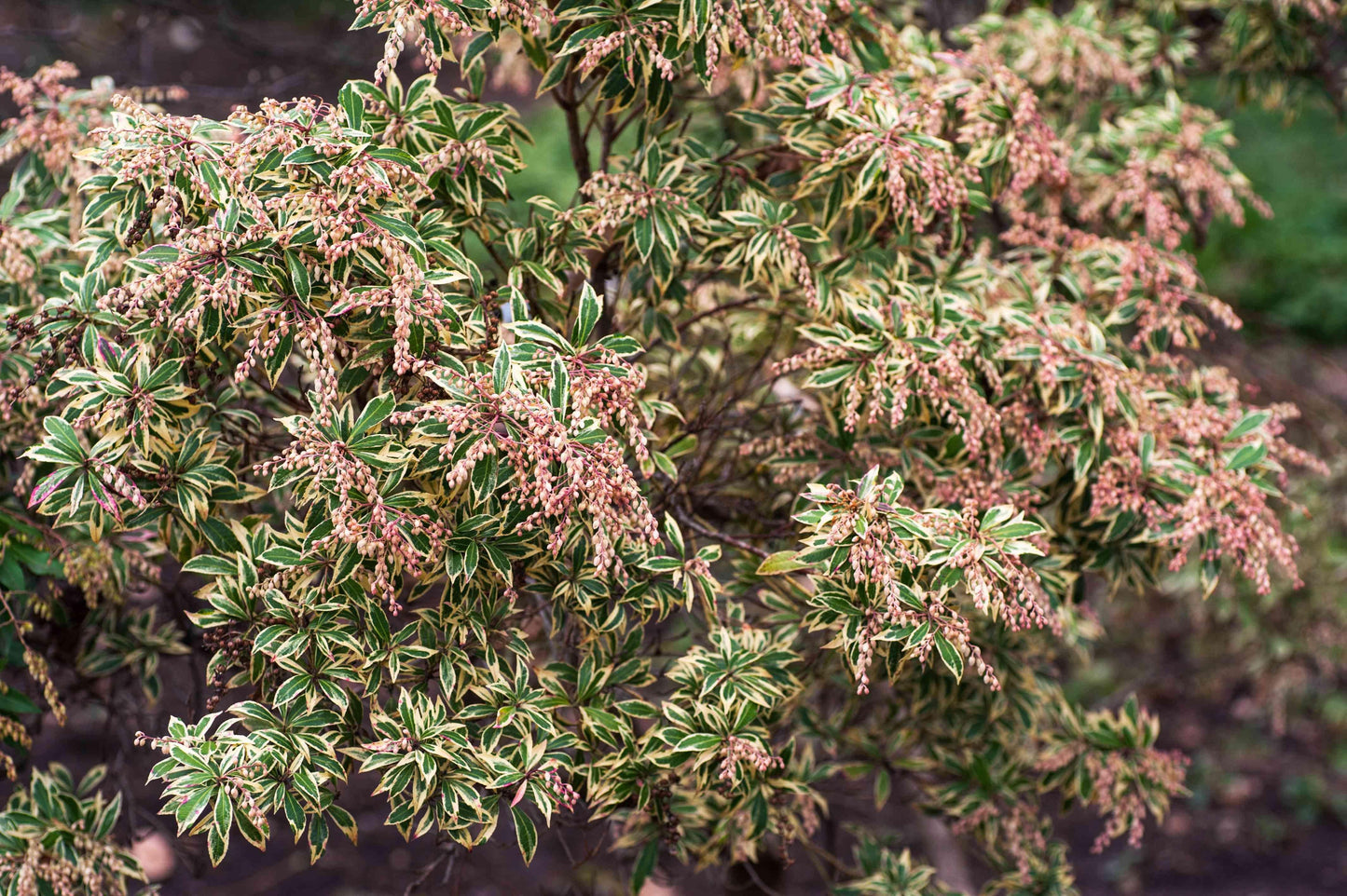 Pieris Japonica Compacta - View 16 from www redcrocus com