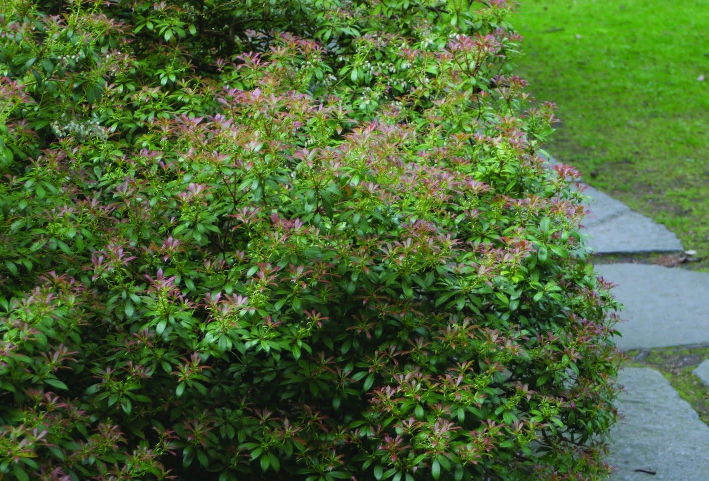 Pieris Japonica Compacta - View 17 from www redcrocus com