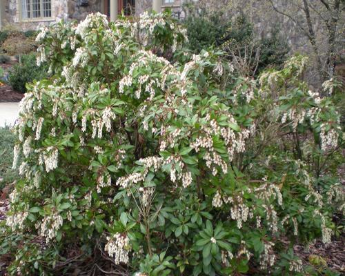 Pieris Japonica Compacta - View 1 from www redcrocus com