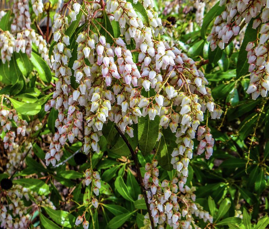 Pieris Japonica Compacta - View 2 from www redcrocus com