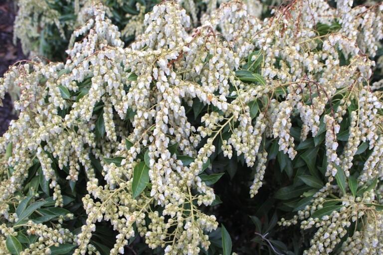 Pieris Japonica Compacta - View 3 from www redcrocus com