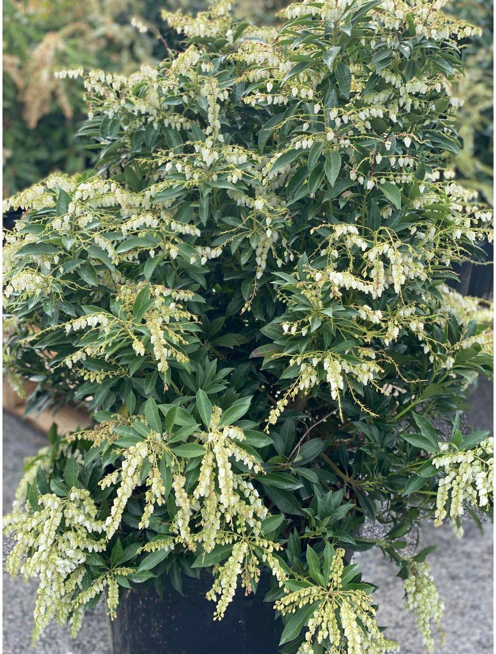 Pieris Japonica Compacta - View 5 from www redcrocus com