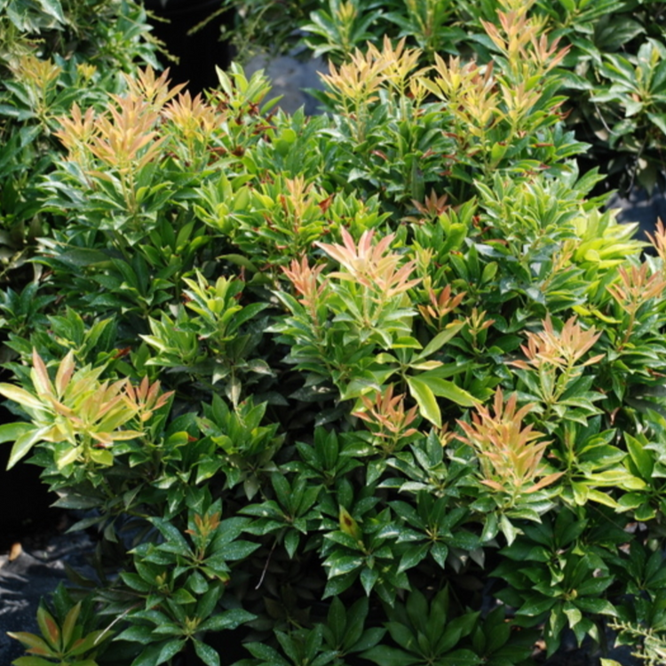 Pieris Japonica Compacta - View 6 from www redcrocus com