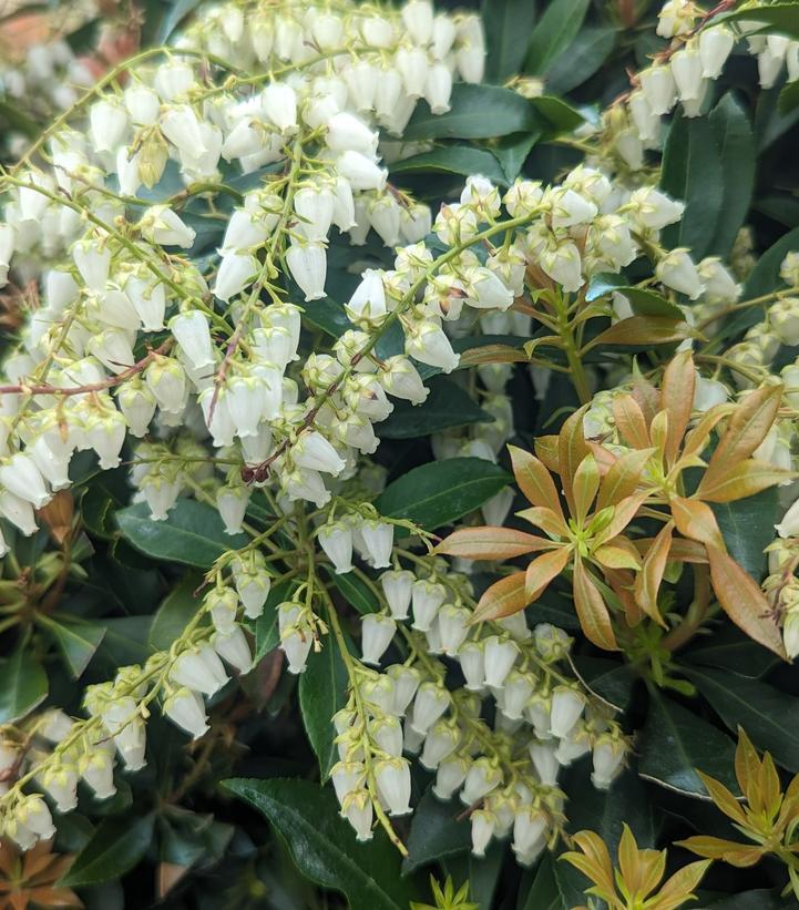 Pieris Japonica Compacta - View 7 from www redcrocus com