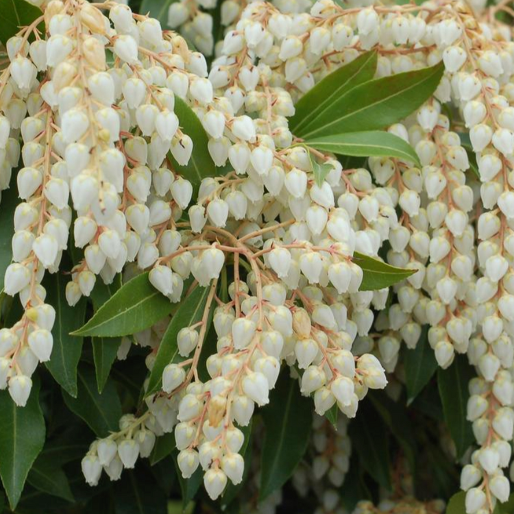 Pieris Japonica Compacta - View 7 from www redcrocus com