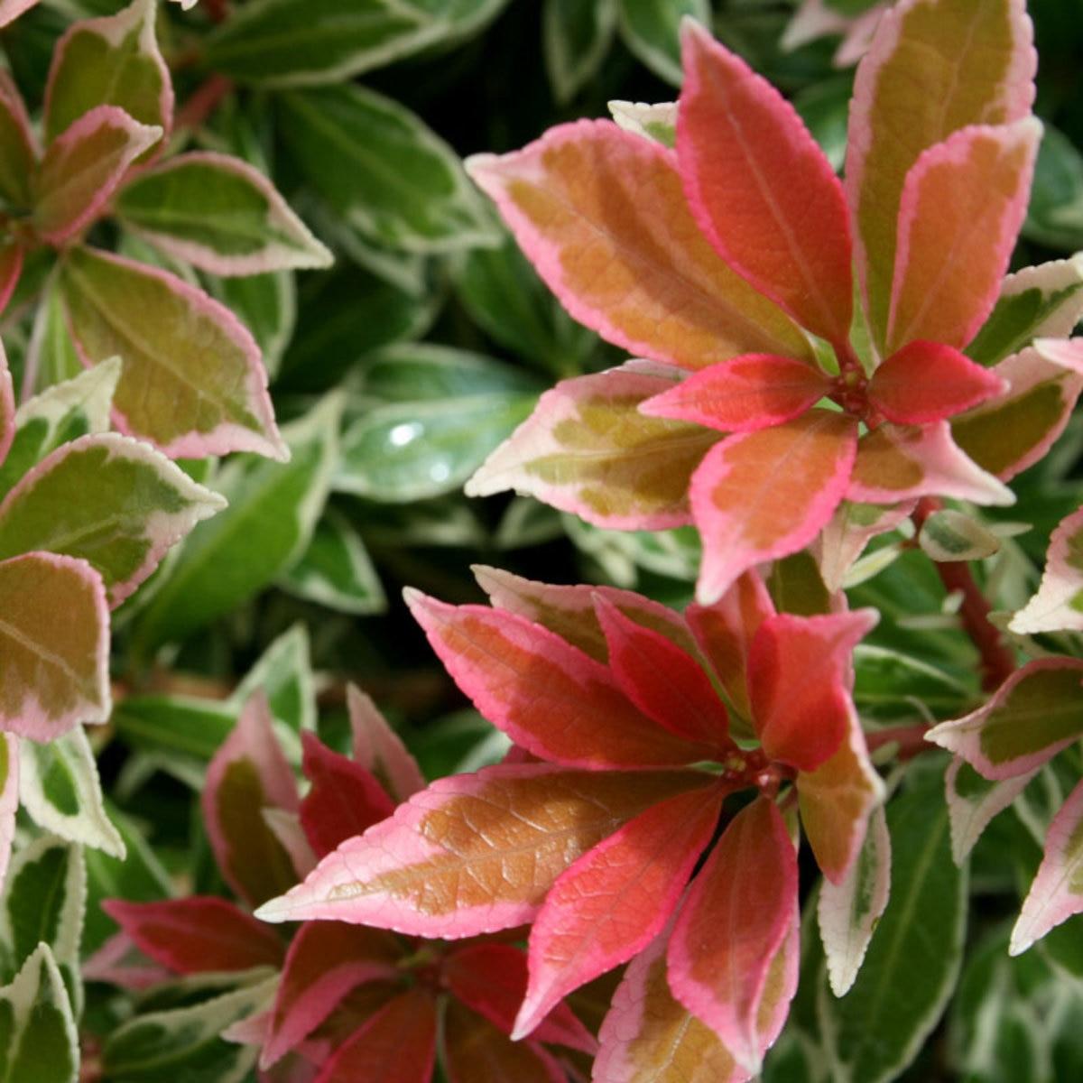 Pieris Japonica Compacta - View 8 from www redcrocus com