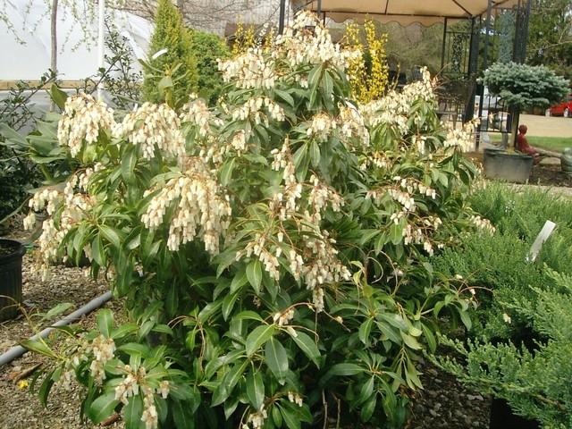 Pieris Japonica Compacta - View 9 from www redcrocus com