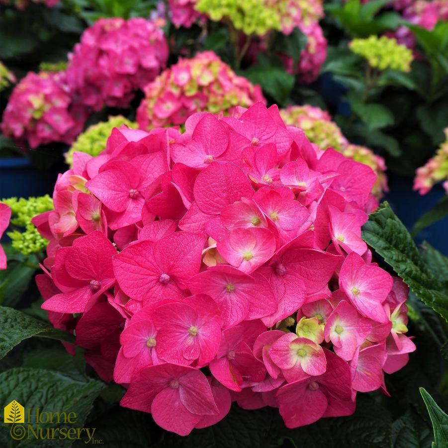 Hydrangea Macrophylla Summer Crush - View 10 from www redcrocus com
