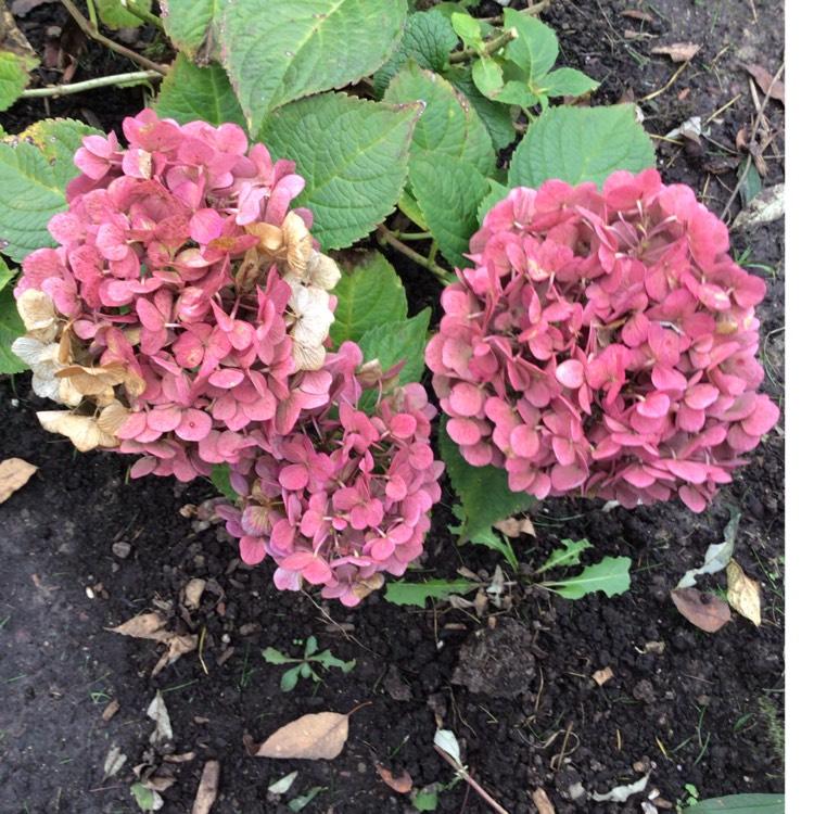 Hydrangea Macrophylla Summer Crush - View 11 from www redcrocus com